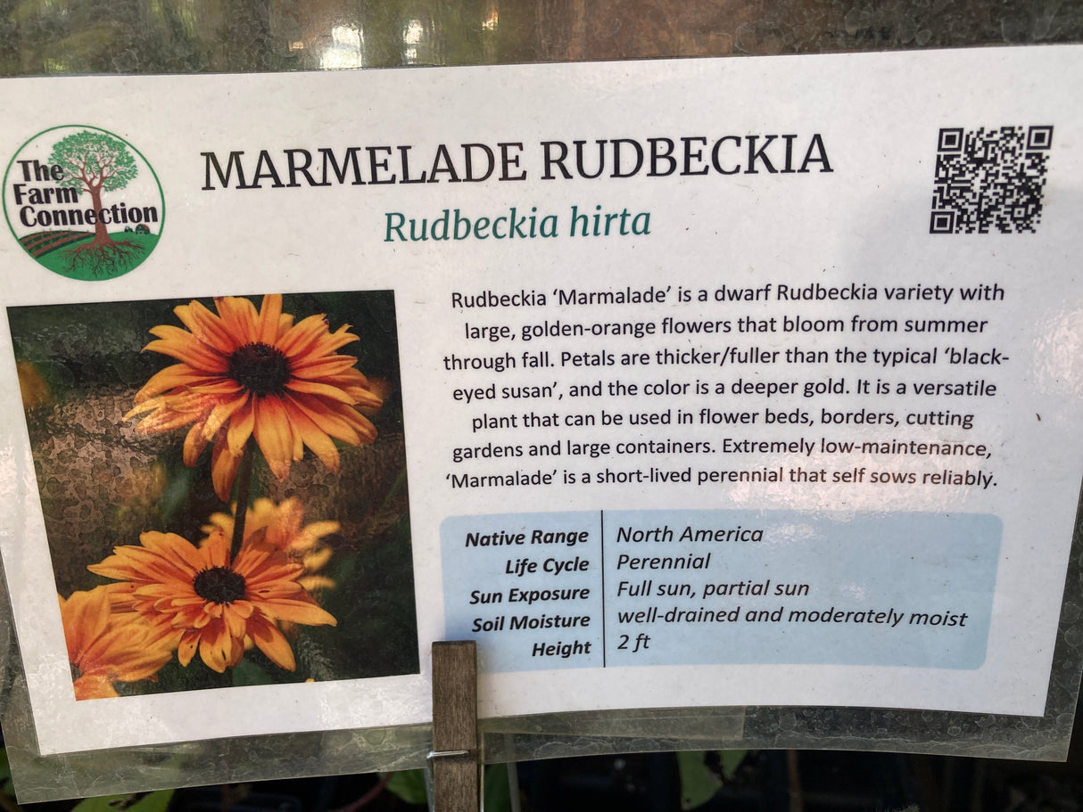 Rudbeckia, Marmalade