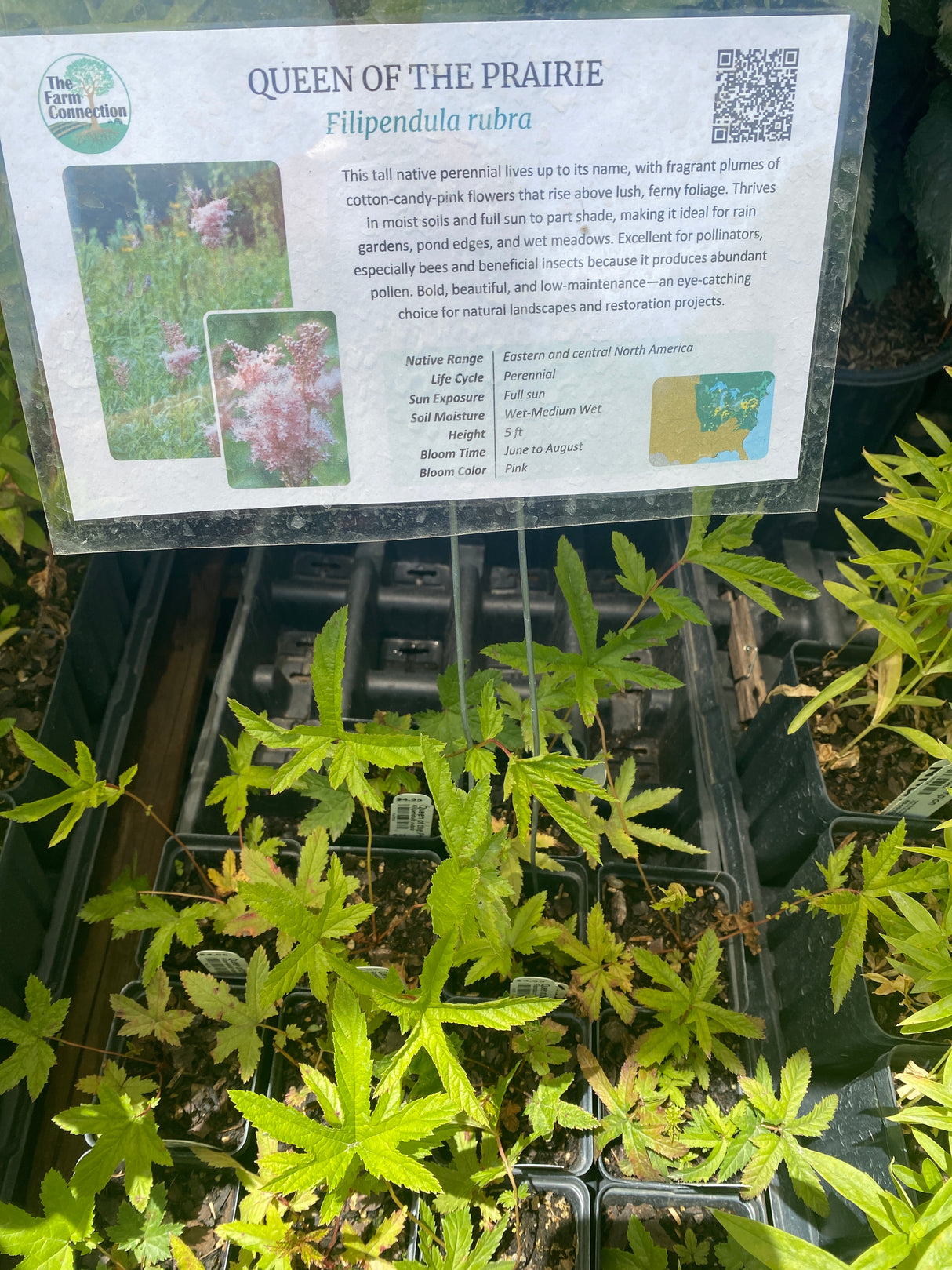 Queen of the Prairie