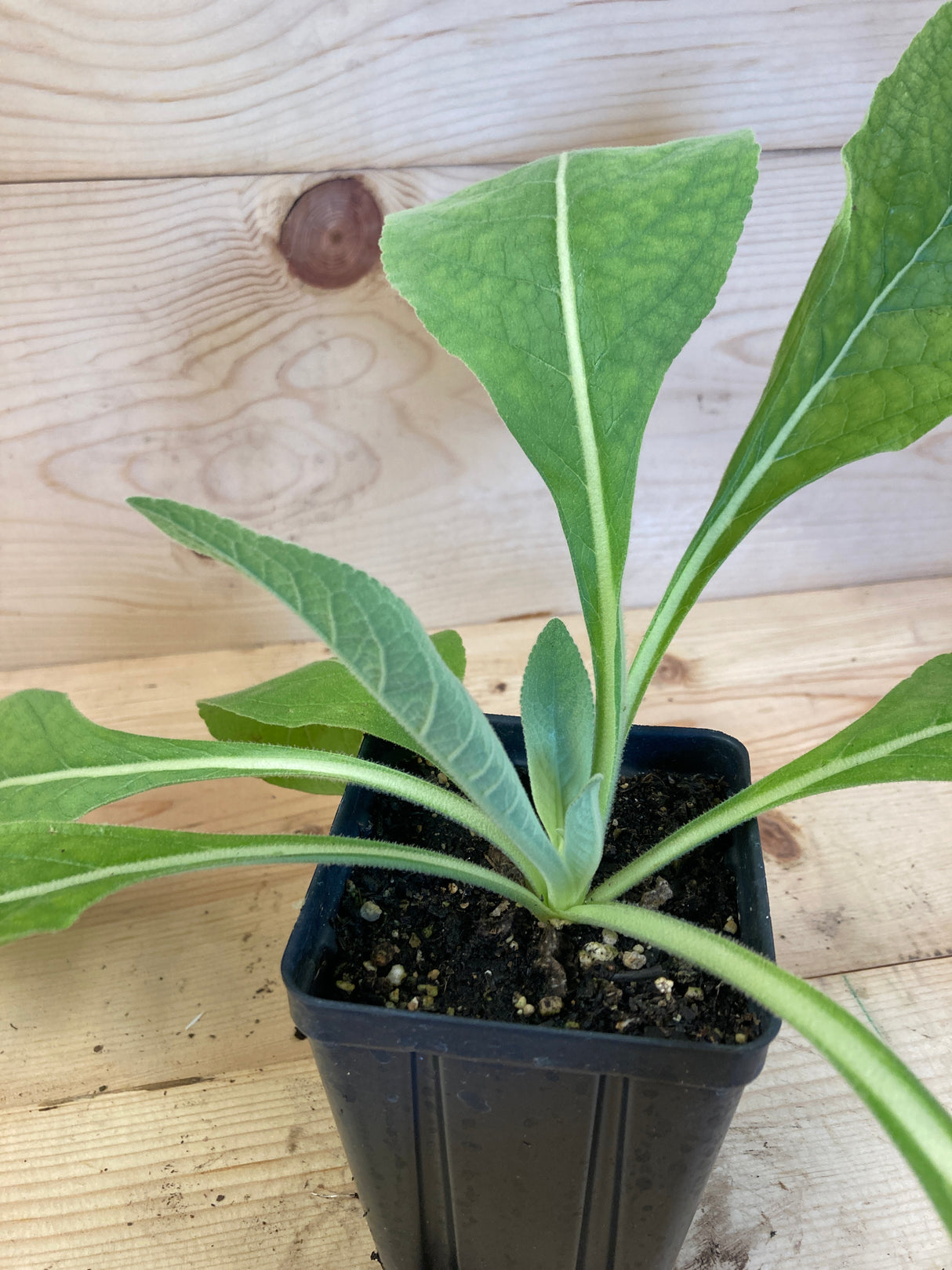 Greek Mullein Organically Grown Medicinal Plants For Sale