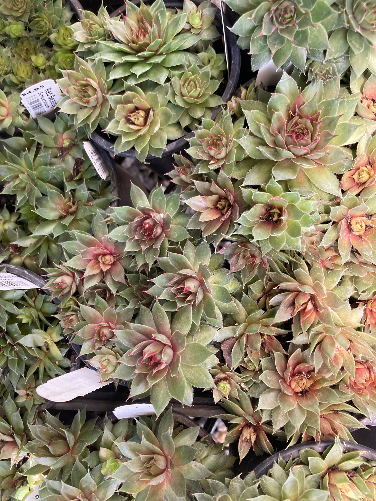 Red Beauty Hen and Chicks Organically Grown Plants For Sale