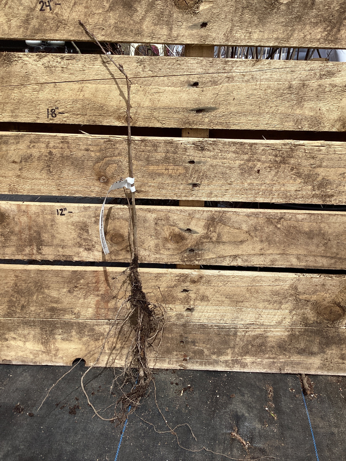 Oak, Chinkapin, Bare Root