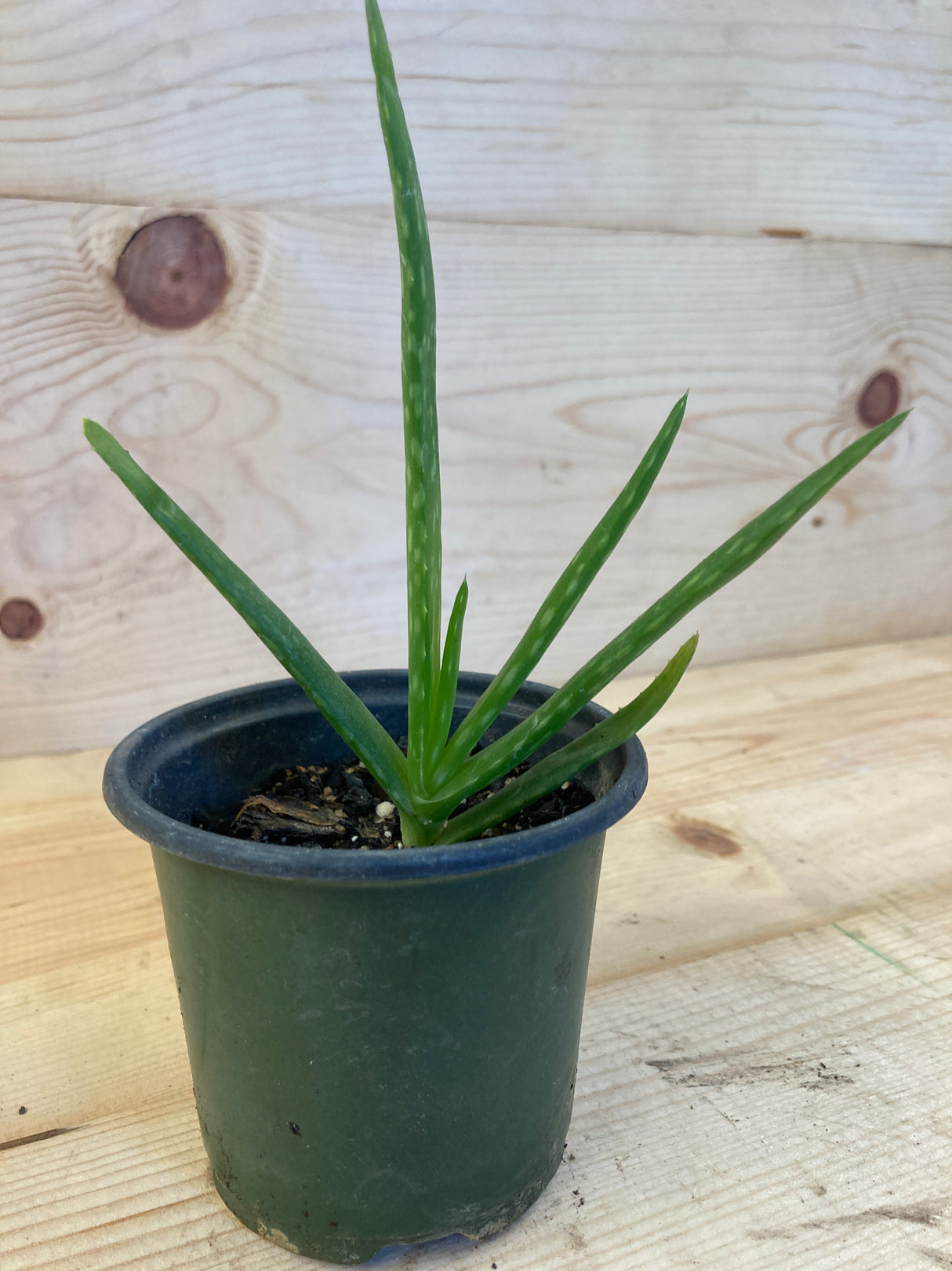 Aloe vera