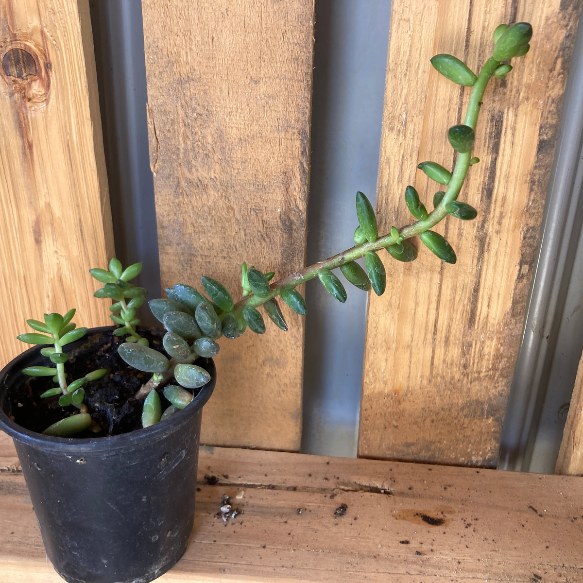 Sedeveria Hybrid, Jet Beads Plants for Sale – The Farm Connection