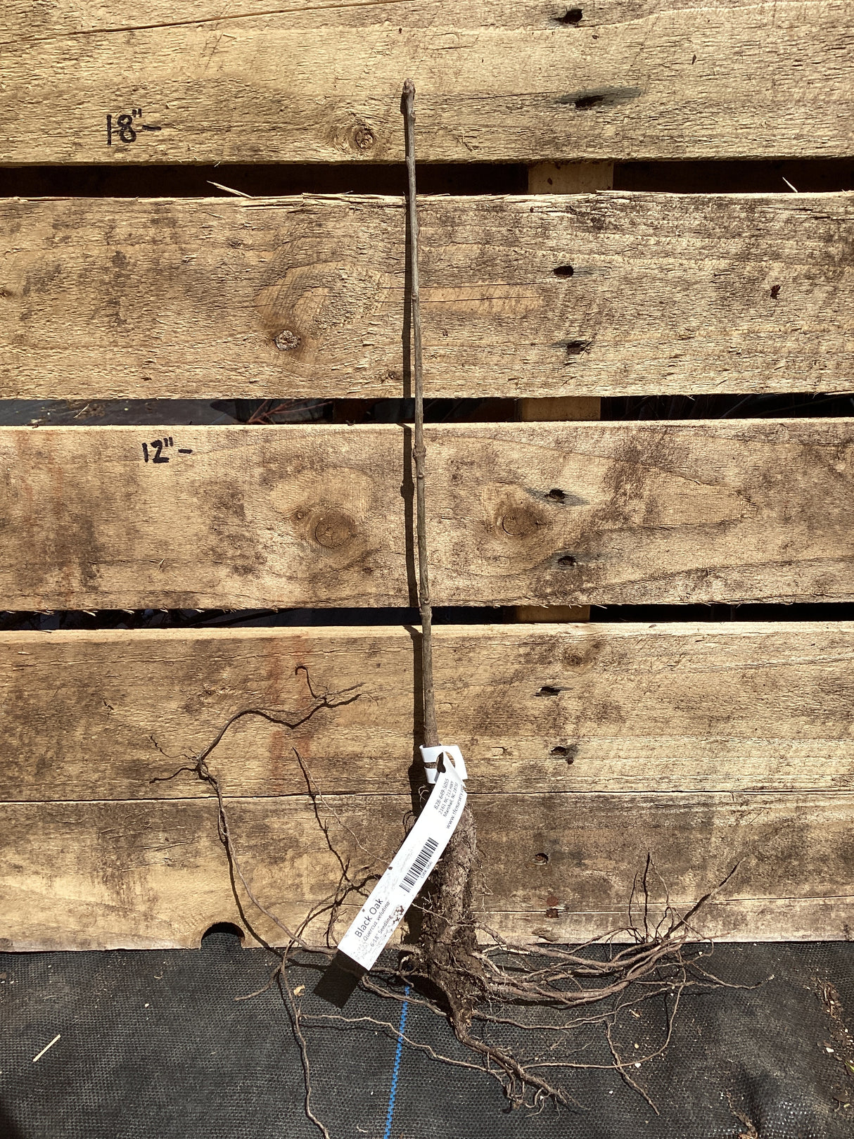 Oak, Black, Bare Root