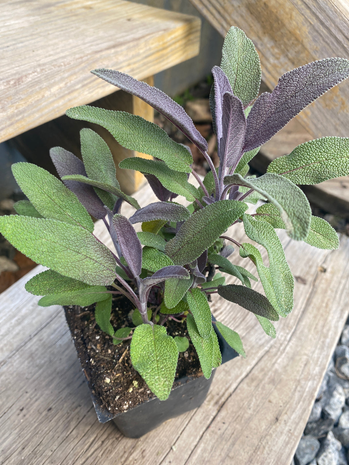 Sage, Purple
