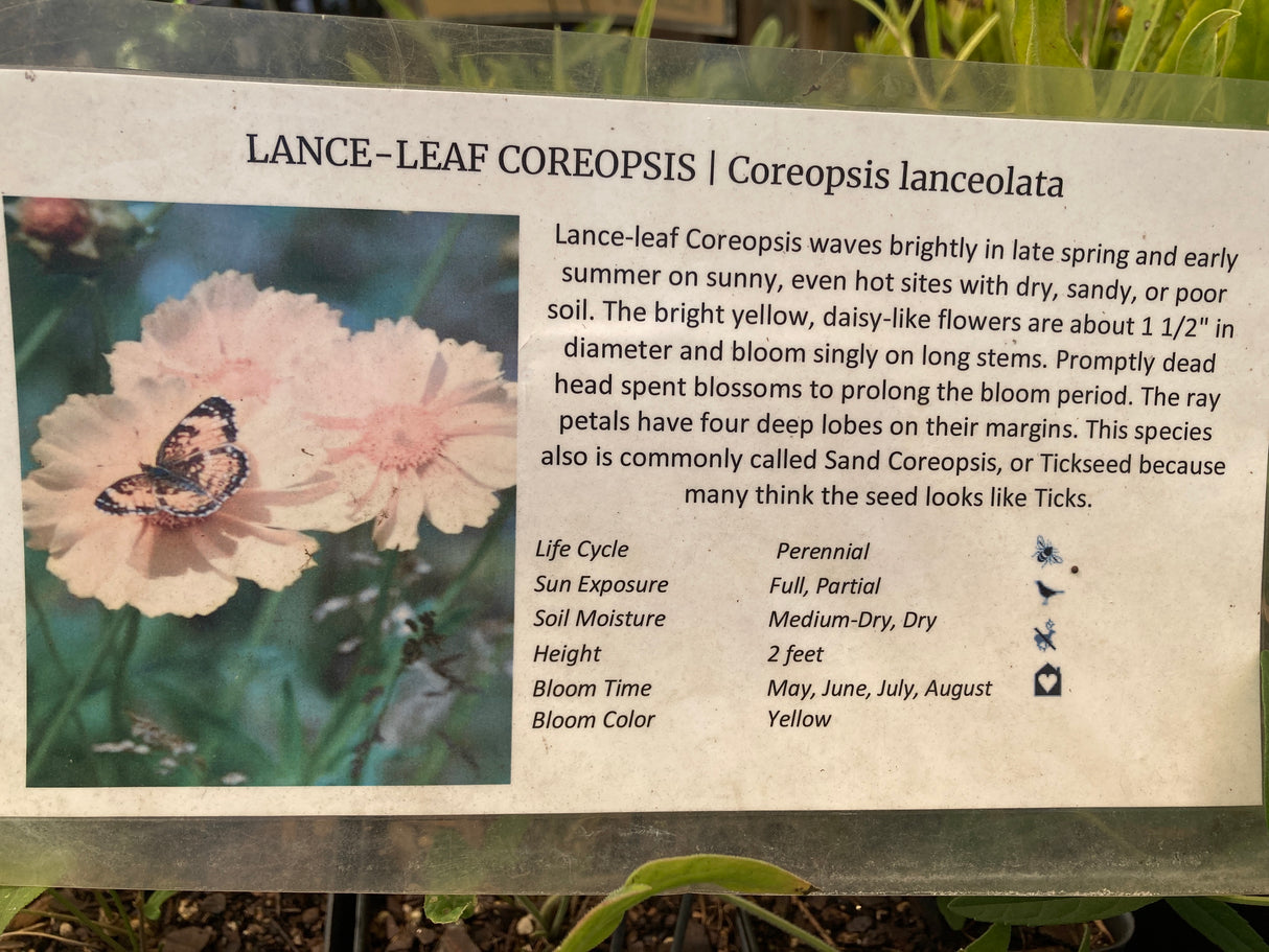 Coreopsis, Lance-leaf