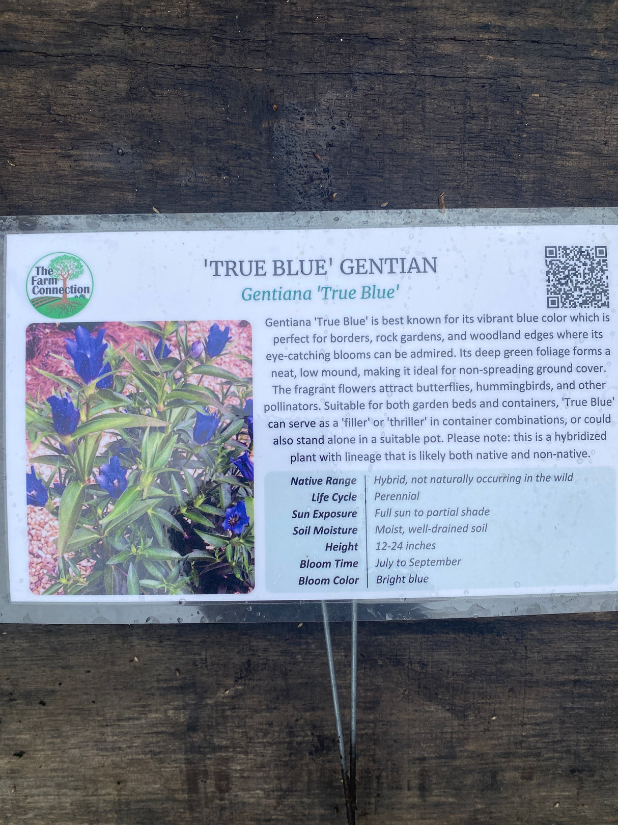 Gentiana true blue potted plant for sale