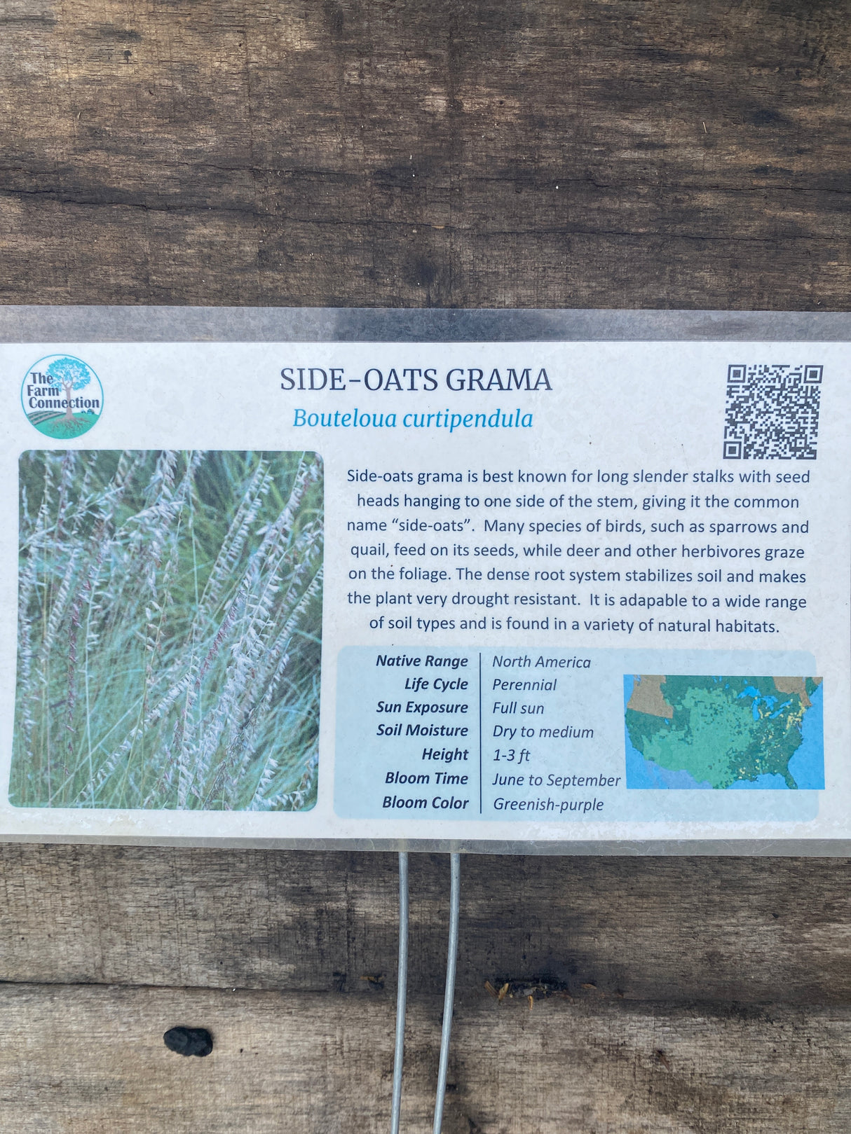 Grama Grass, Sideoats