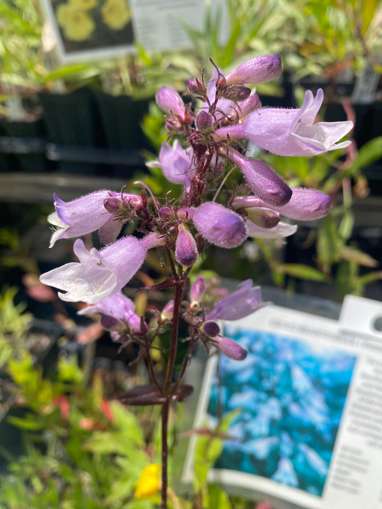 Beardtongue, Calico