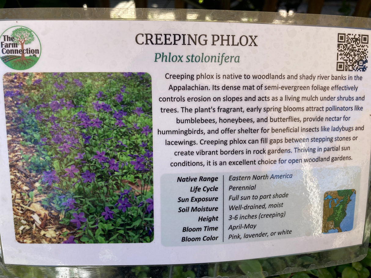 Phlox, Creeping