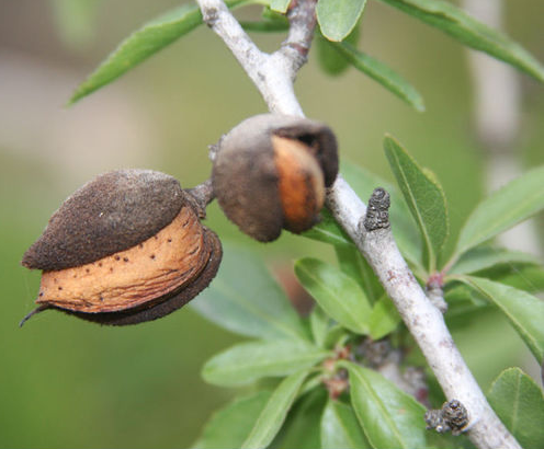 Halls Hardy Almond Bare Root Nut Tree For Sale