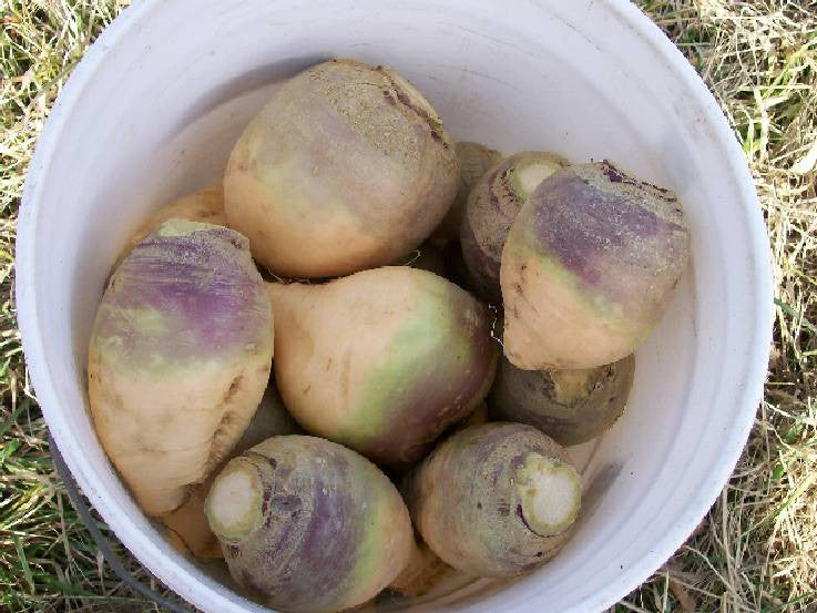 Seeds, Rutabaga American Purple Top Yellow