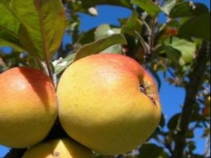 Caroline Red June Apple Tree For Sale