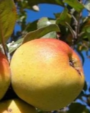 Caroline Red June Apple Bare Root Fruit Tree For Sale