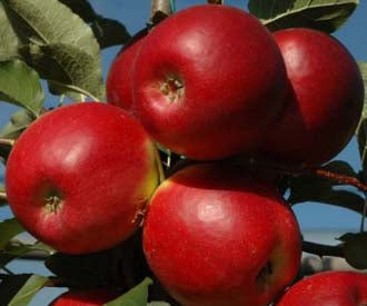 Crimson Crisp Apple Tree For Sale