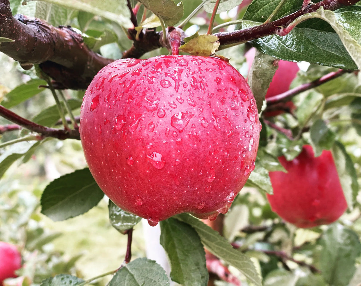Dixie Red Apple Tree For Sale