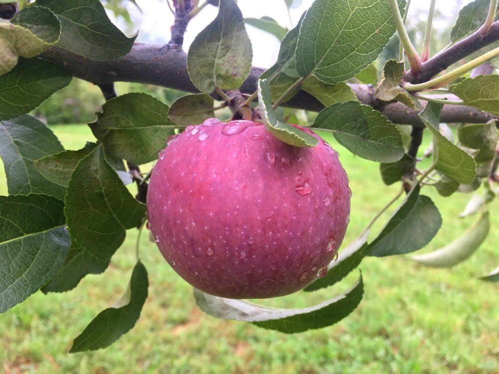 Empire Apple Tree For Sale