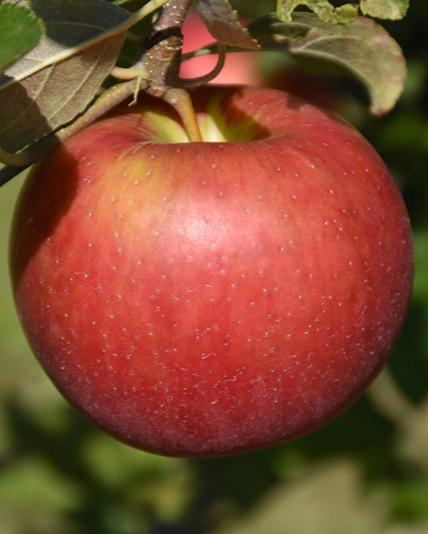 Freedom Apple Bare Root Fruit Tree For Sale