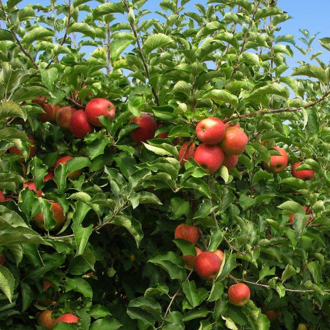 Fuji Apple Tree For Sale