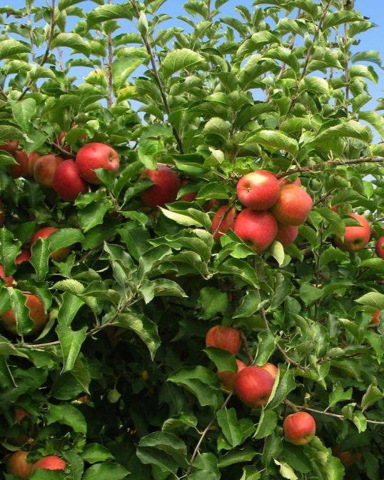 Fuji Apple Bare Root Fruit Tree For Sale