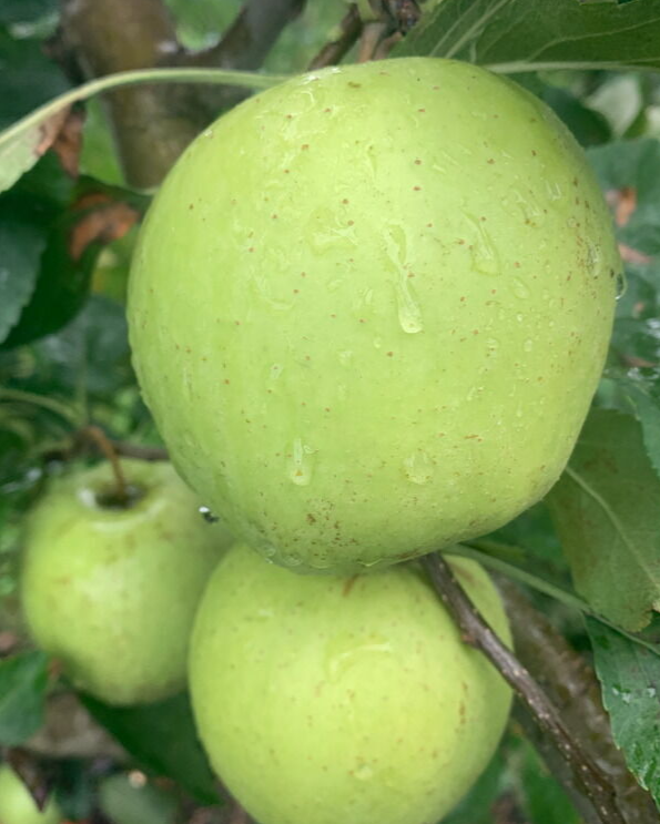 Gibson Gold Apple Bare Root Fruit Tree For Sale