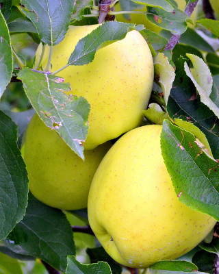 Golden Delicious Apple Bare Root Fruit Tree For Sale