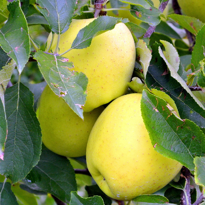 Golden Delicious Apple Tree For Sale