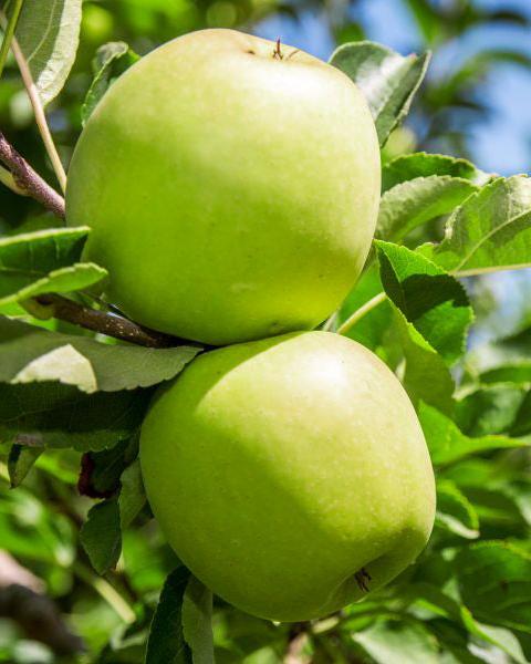 Granny Smith Apple Bare Root Fruit Tree For Sale