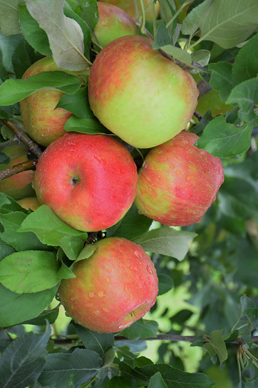 Honeycrisp Apple Tree For Sale