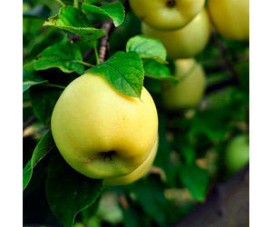 Honeygold Apple Tree For Sale