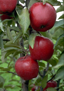 Jonathan Apple Tree For Sale