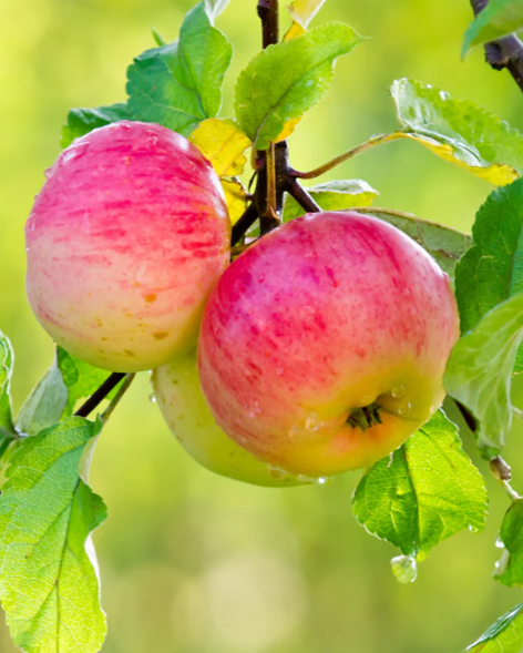 Mollie Delicious Apple Bare Root Tree For Sale