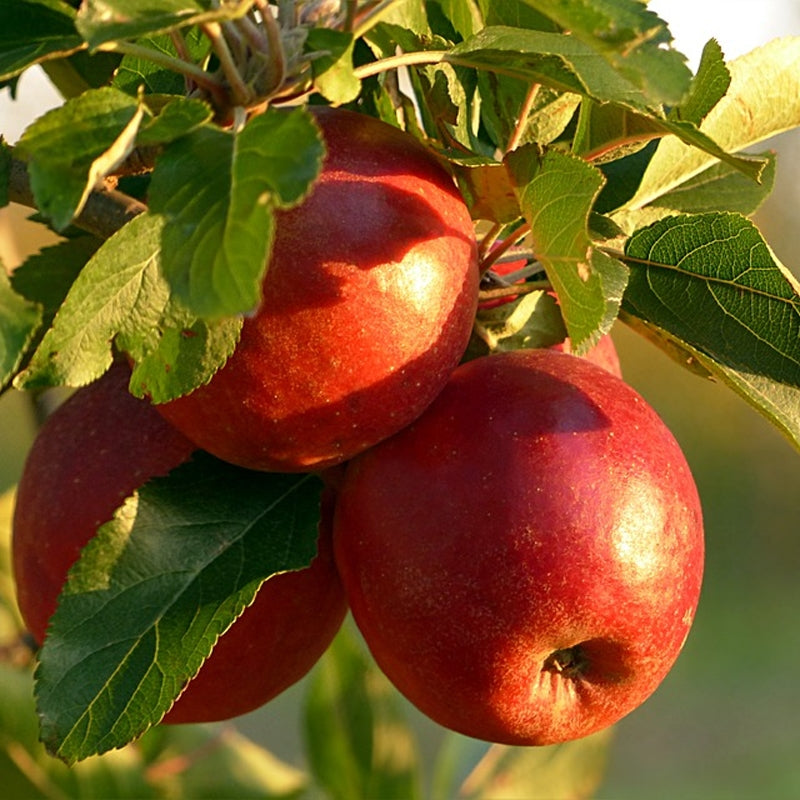 Red Rome Apple Tree For Sale