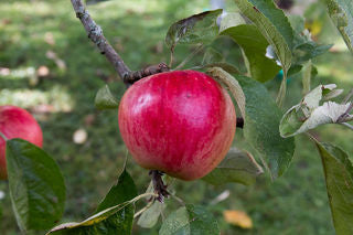 Sansa Apple Tree For Sale