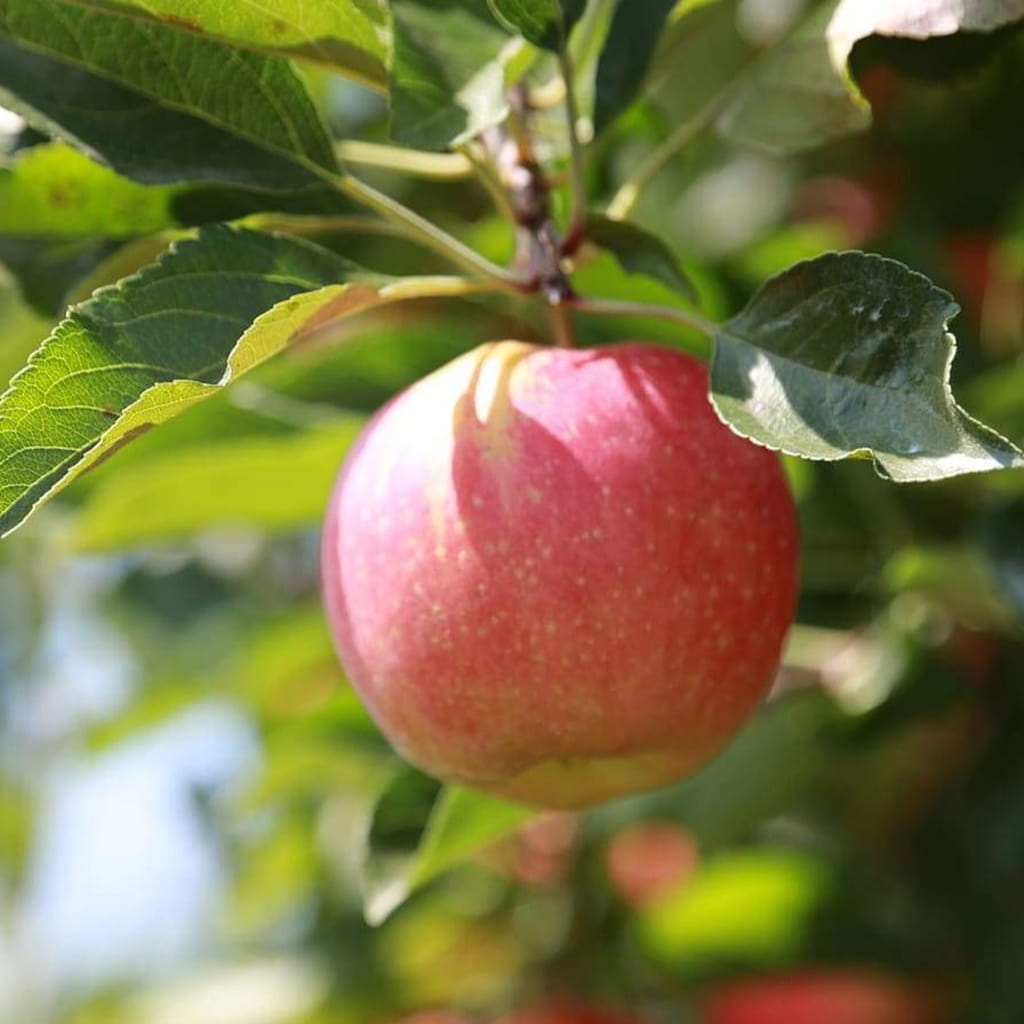 Stayman Winesap Bare Root Apple Tree For Sale