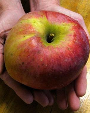 Wolf River Apple Bare Root Fruit Tree For Sale