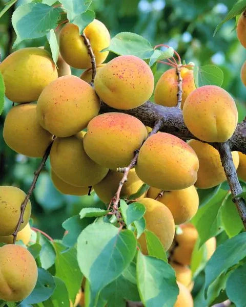Goldcot Apricot Bare Root Fruit Tree For Sale