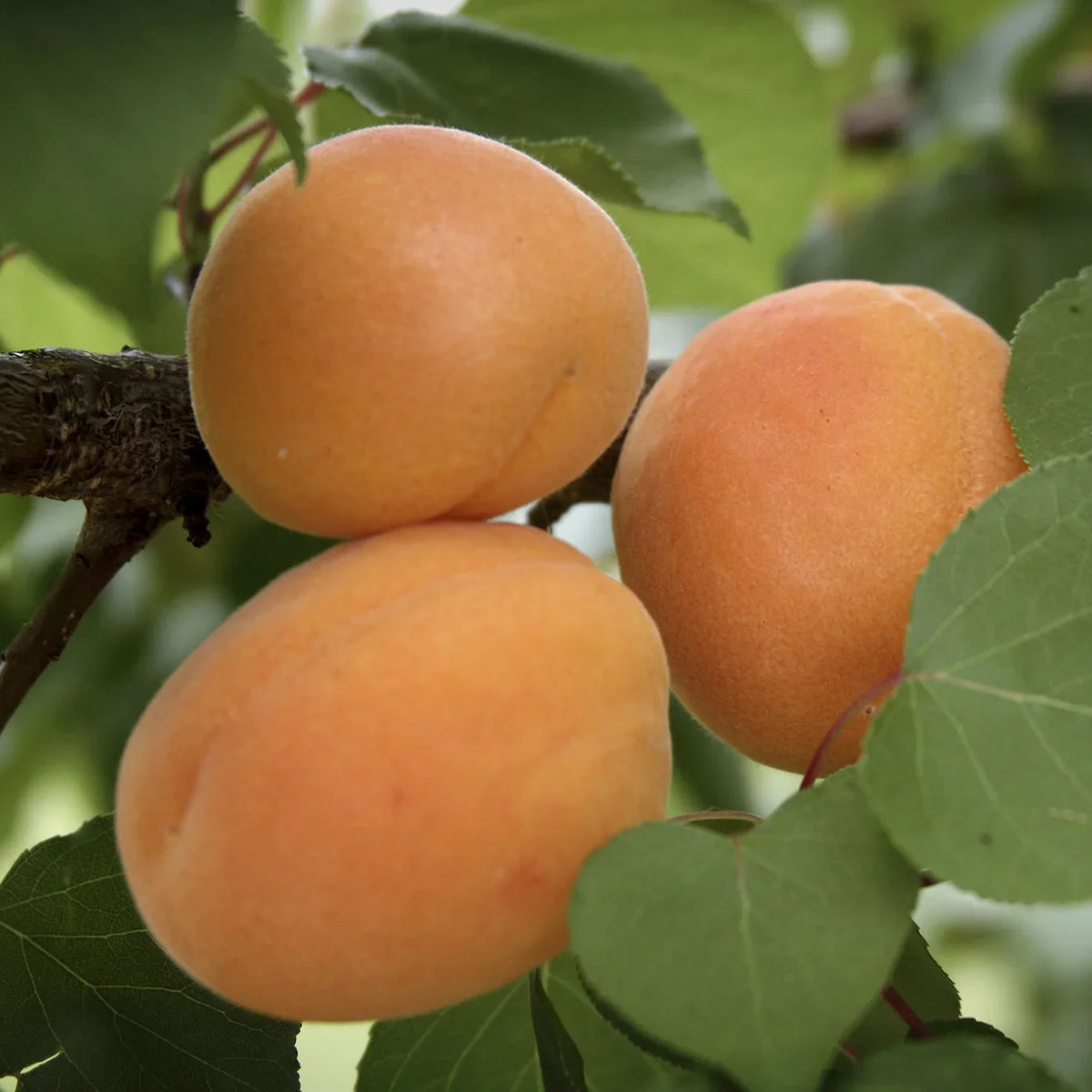 Apricot Trees For Sale Near Me