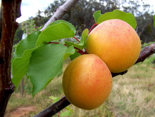 Perfection Apricot Tree For Sale