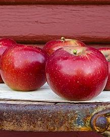 Arkansas Black Apple Bare Root Fruit Tree For Sale