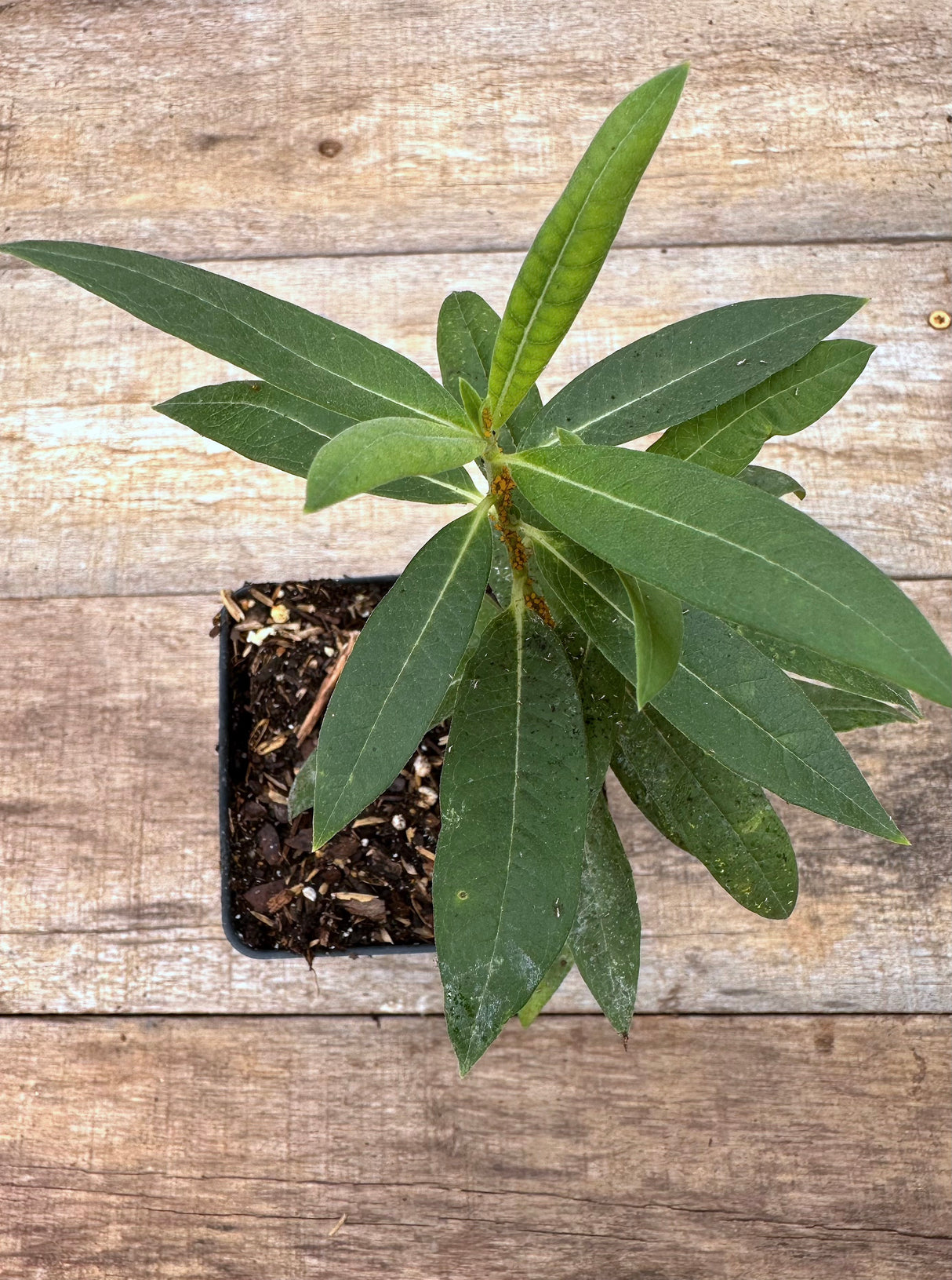 Asclepias syriaca common milkweed potted plant for sale