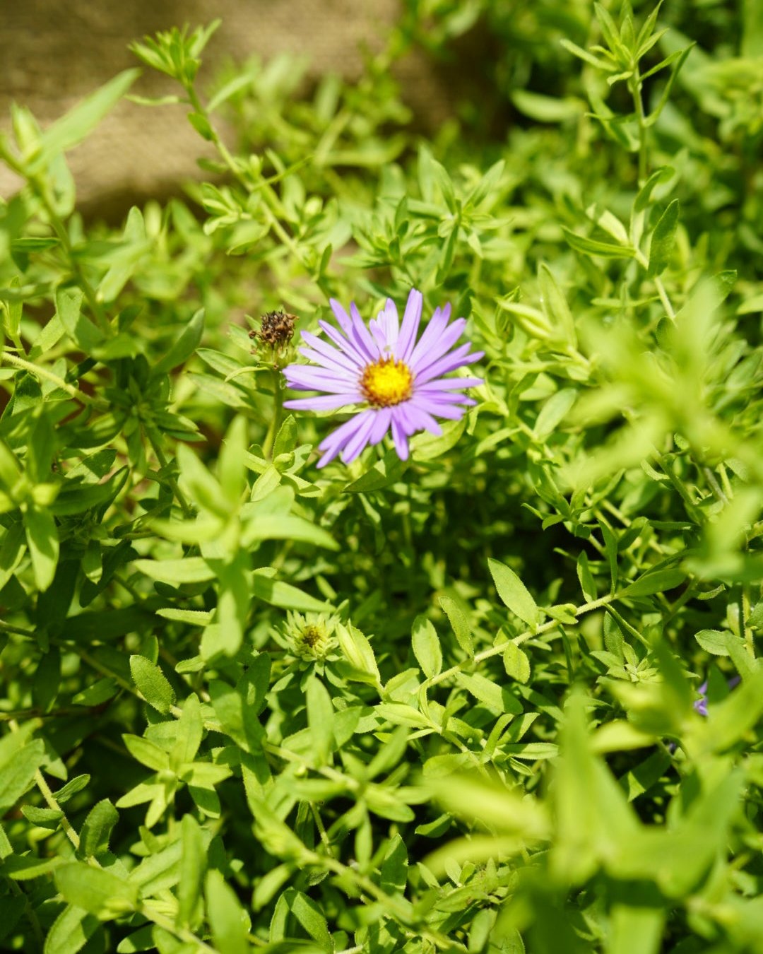 Aster oblongifolius aromatic aster flower for sale