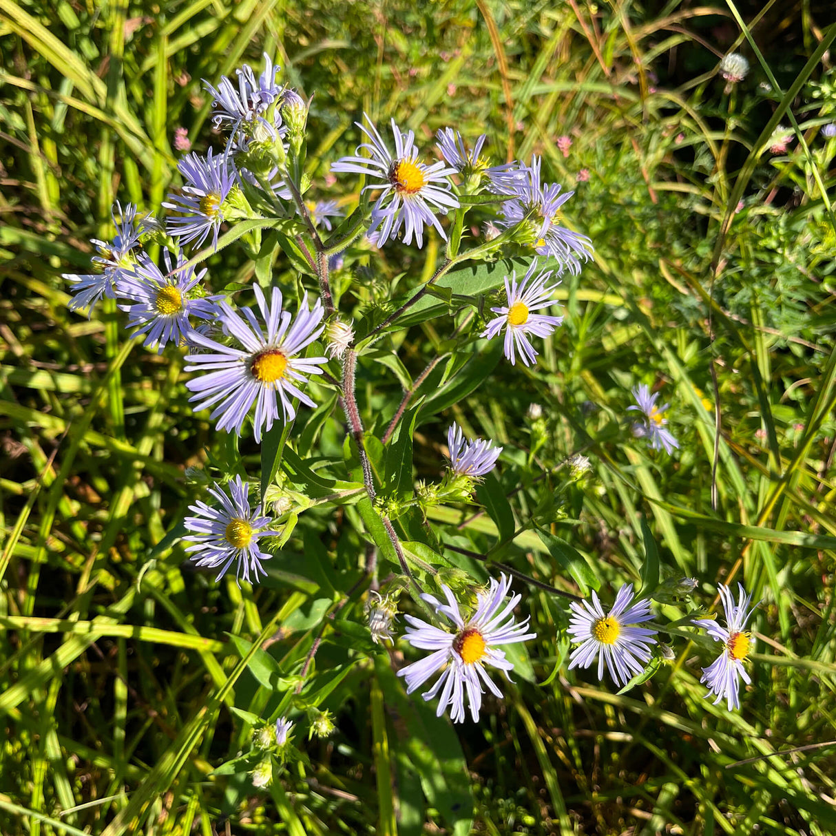 Aster, Swamp