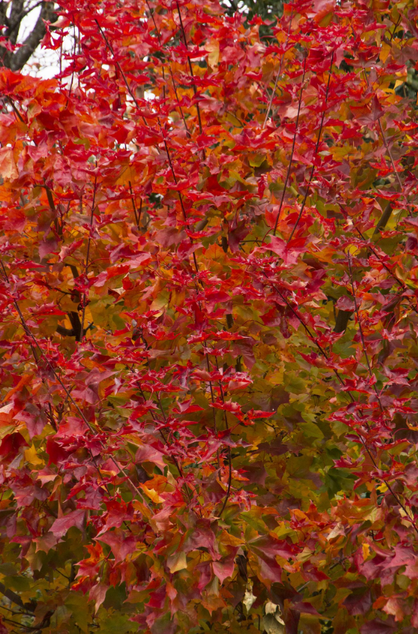 Autumn Blaze Maple Bare Root Native Tree For Sale