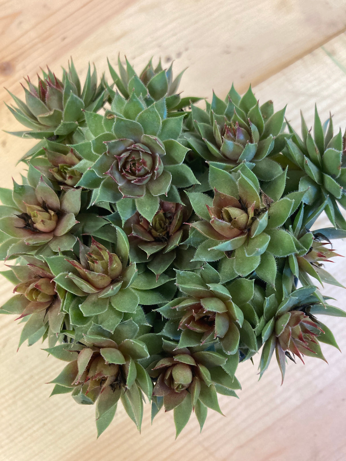 Red Beauty Hen and Chicks Organically Grown Plants For Sale