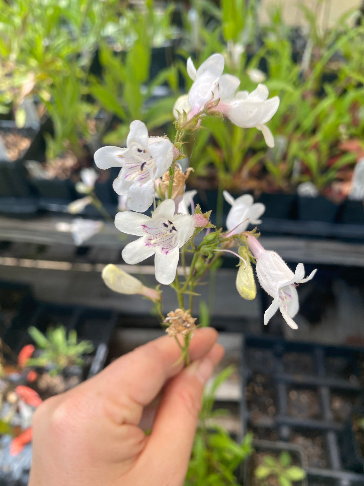 Beardtongue, Foxglove