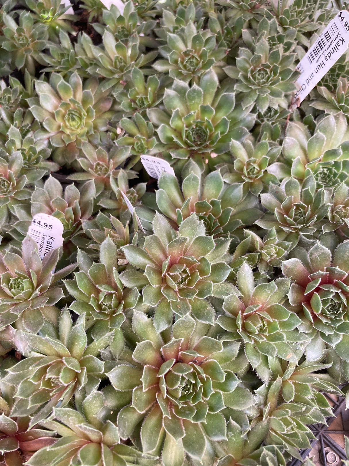 Kalinda Hen and Chicks Organically Grown Plants For Sale