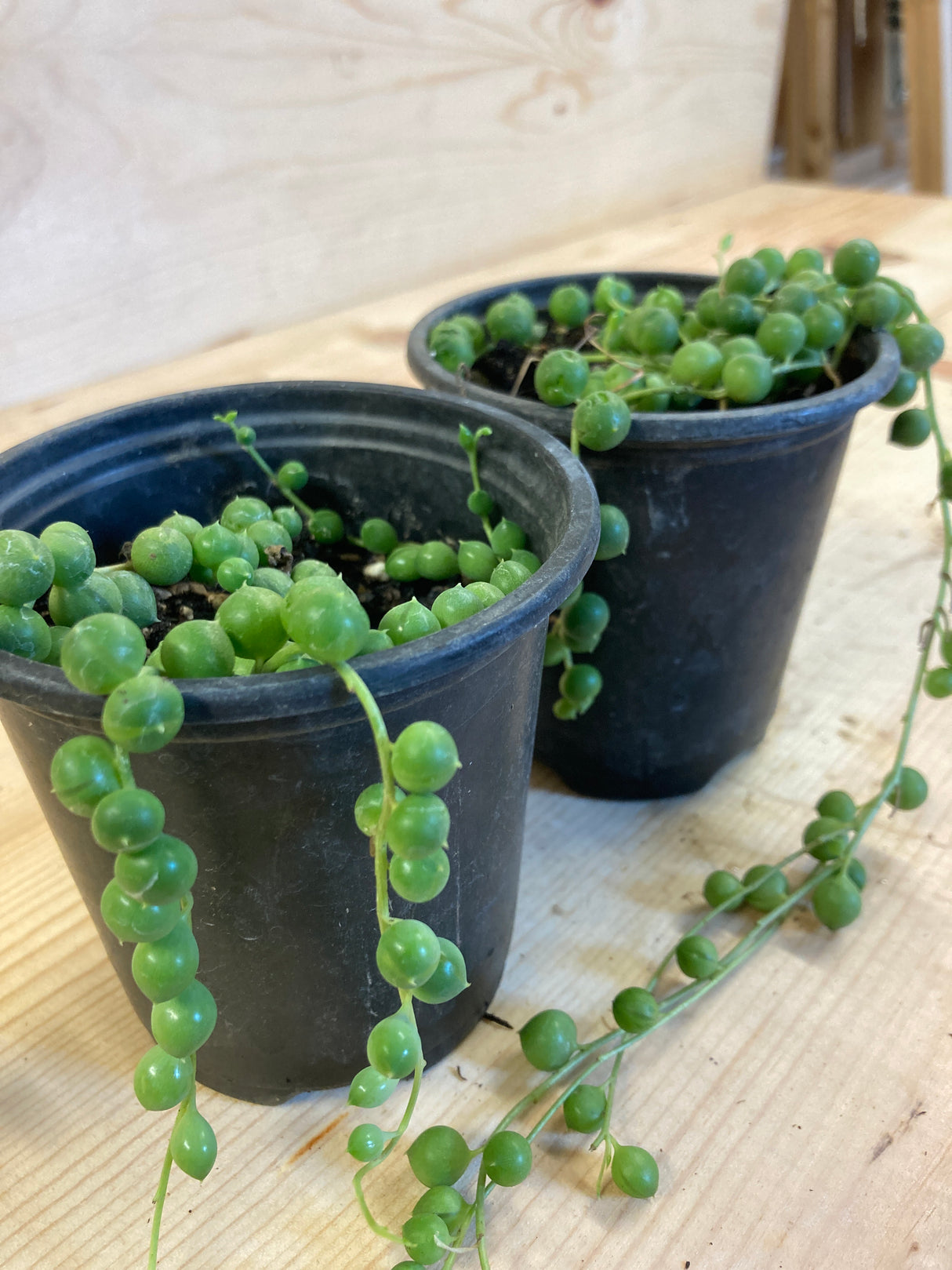 String of Pearls Organically Grown Succulent Plant For Sale