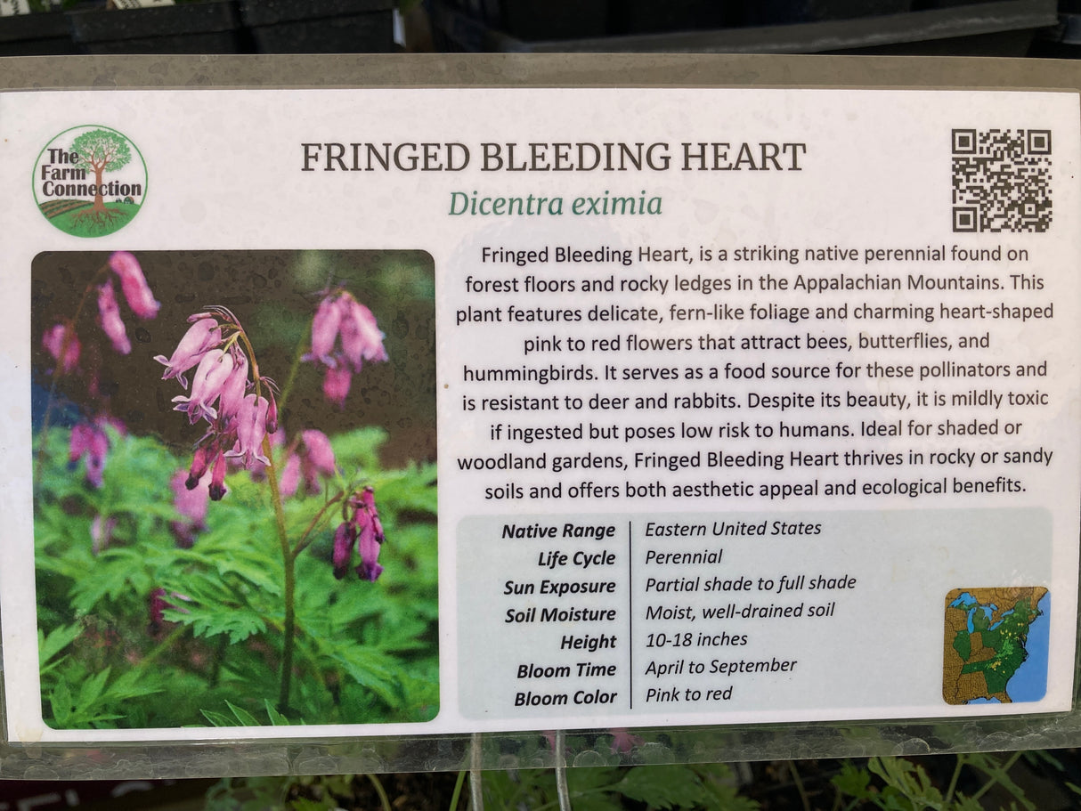 Dicentra eximia fringed bleeding hearts potted plant for sale