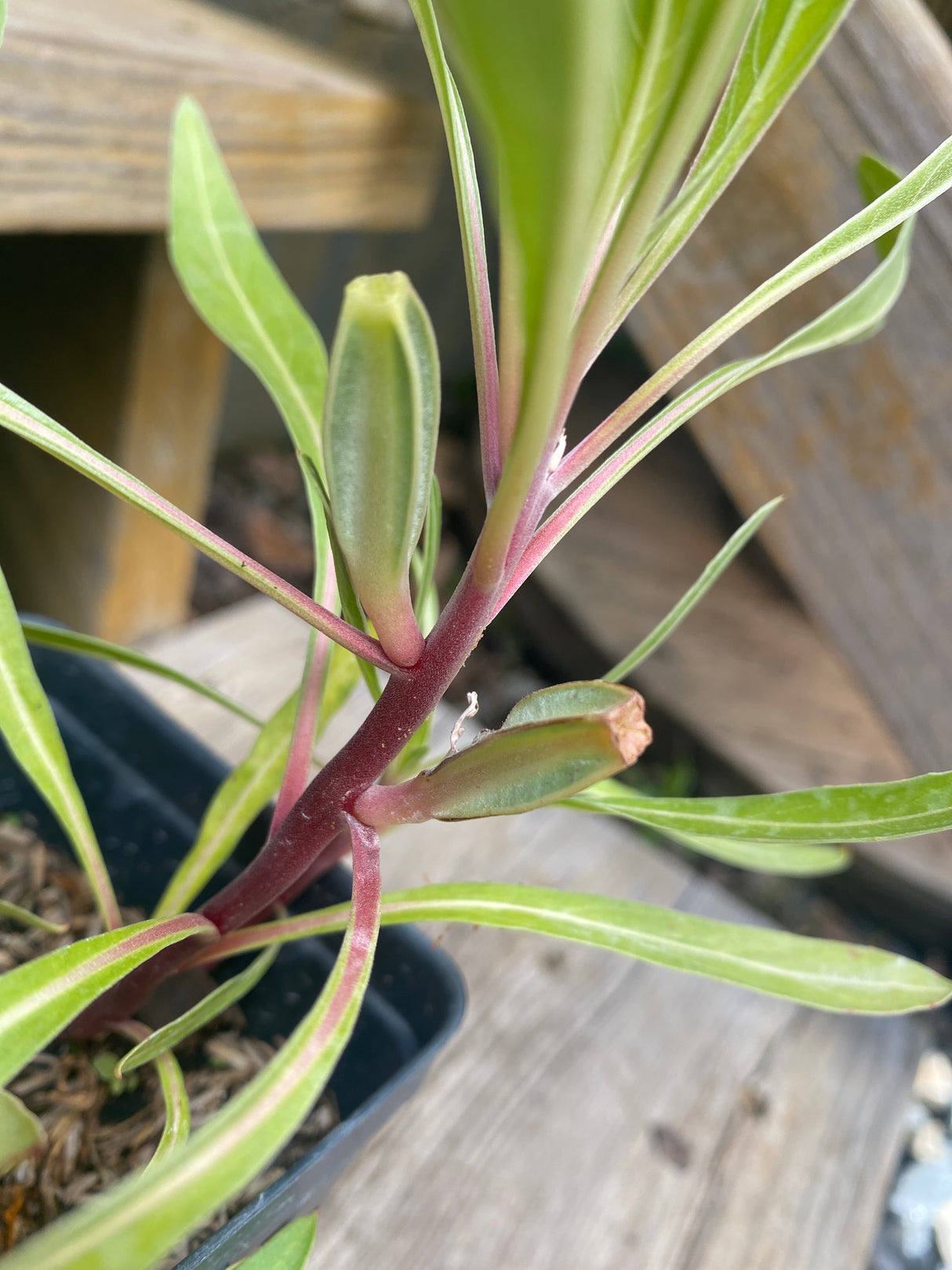 Evening Primrose, Missouri